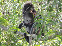 Image of Dusky Langur