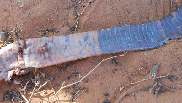 Image of Senegalese cobra