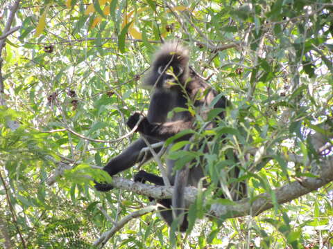 Plancia ëd Trachypithecus obscurus (Reid 1837)