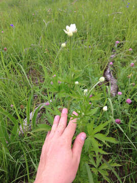 Image of candle anemone