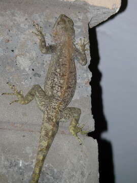 Image of Kenya Rock Agama