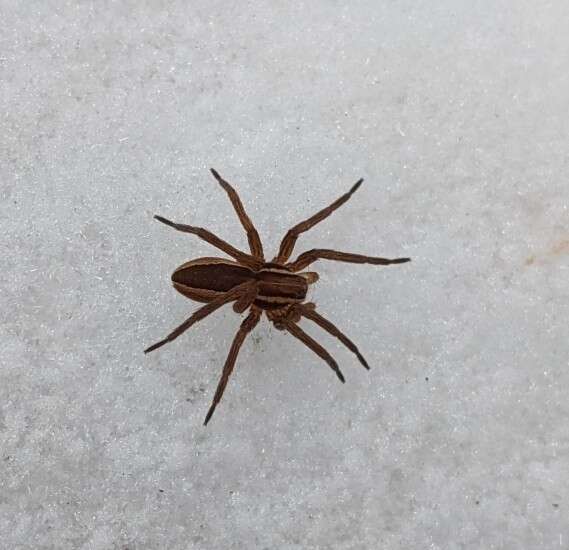 Plancia ëd Dolomedes striatus Giebel 1869