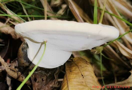 Ganoderma fornicatum (Fr.) Pat. 1889的圖片