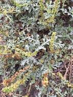 Image of silver bur ragweed