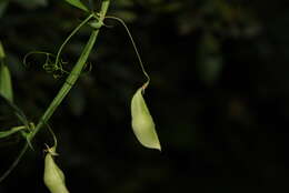 Lathyrus saxatilis (Vent.) Vis.的圖片