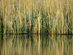 Image of broadleaf cattail