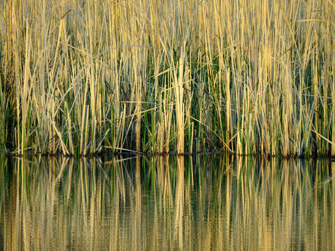 Image of broadleaf cattail