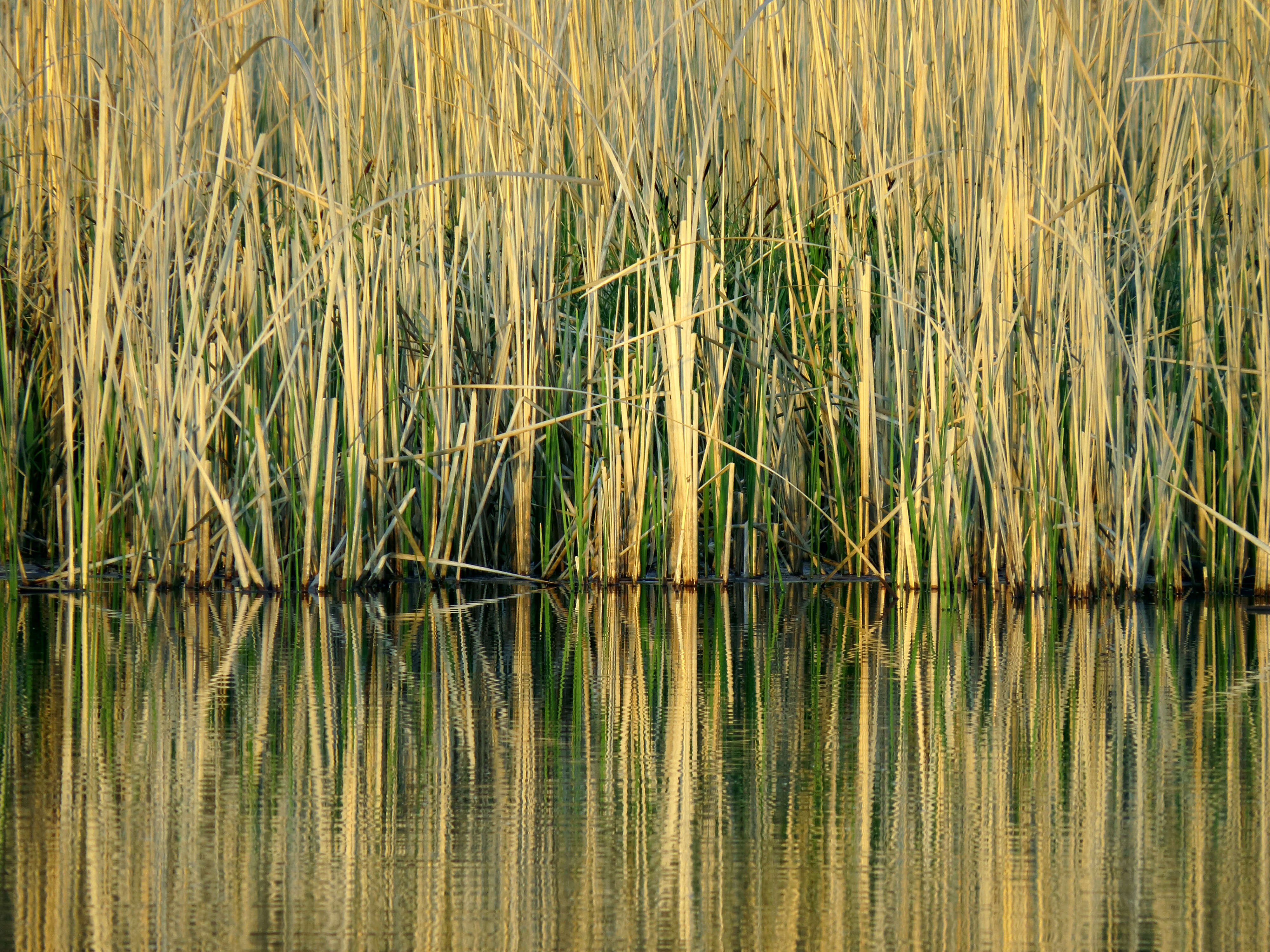 Image of broadleaf cattail