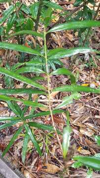 Podocarpus grayae de Laub. resmi