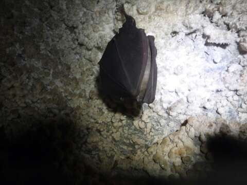 Image of Greater Horseshoe Bat