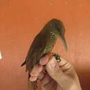 Image of Inambari Woodcreeper