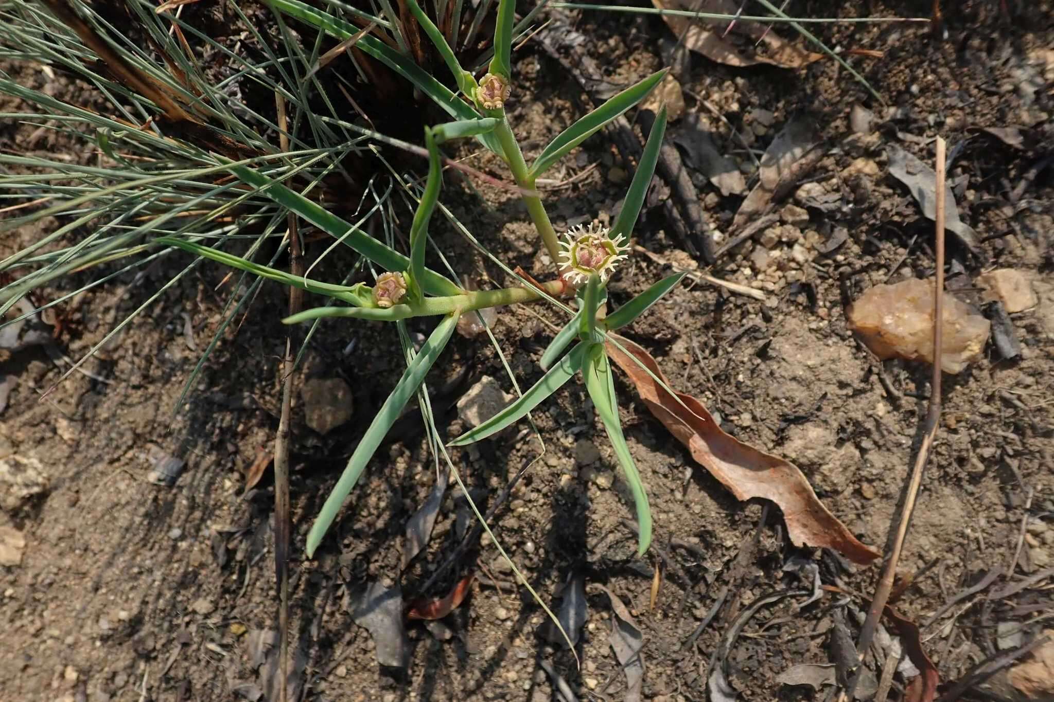 Image of Euphorbia trichadenia Pax