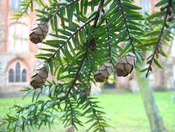 Image of eastern hemlock