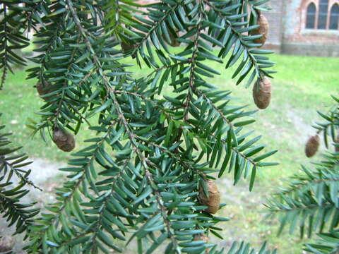 Image of eastern hemlock