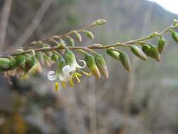 Image of Fosterella penduliflora (C. H. Wright) L. B. Sm.