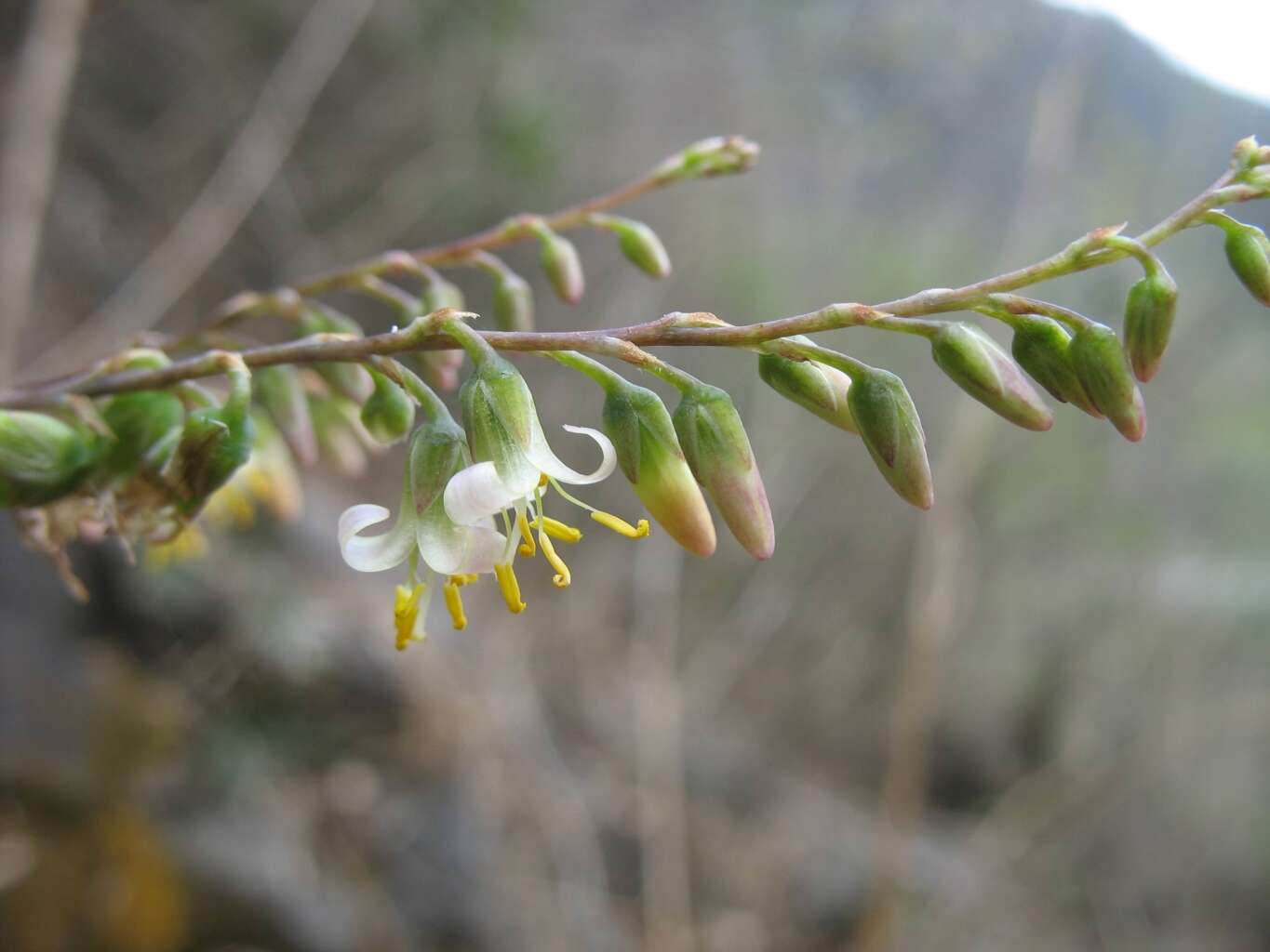 Image of Fosterella penduliflora (C. H. Wright) L. B. Sm.