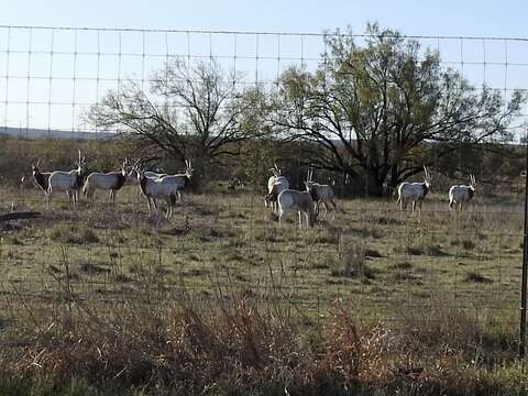 Image of Scimitar-horned Oryx