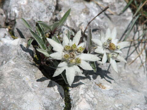 Image of edelweiss