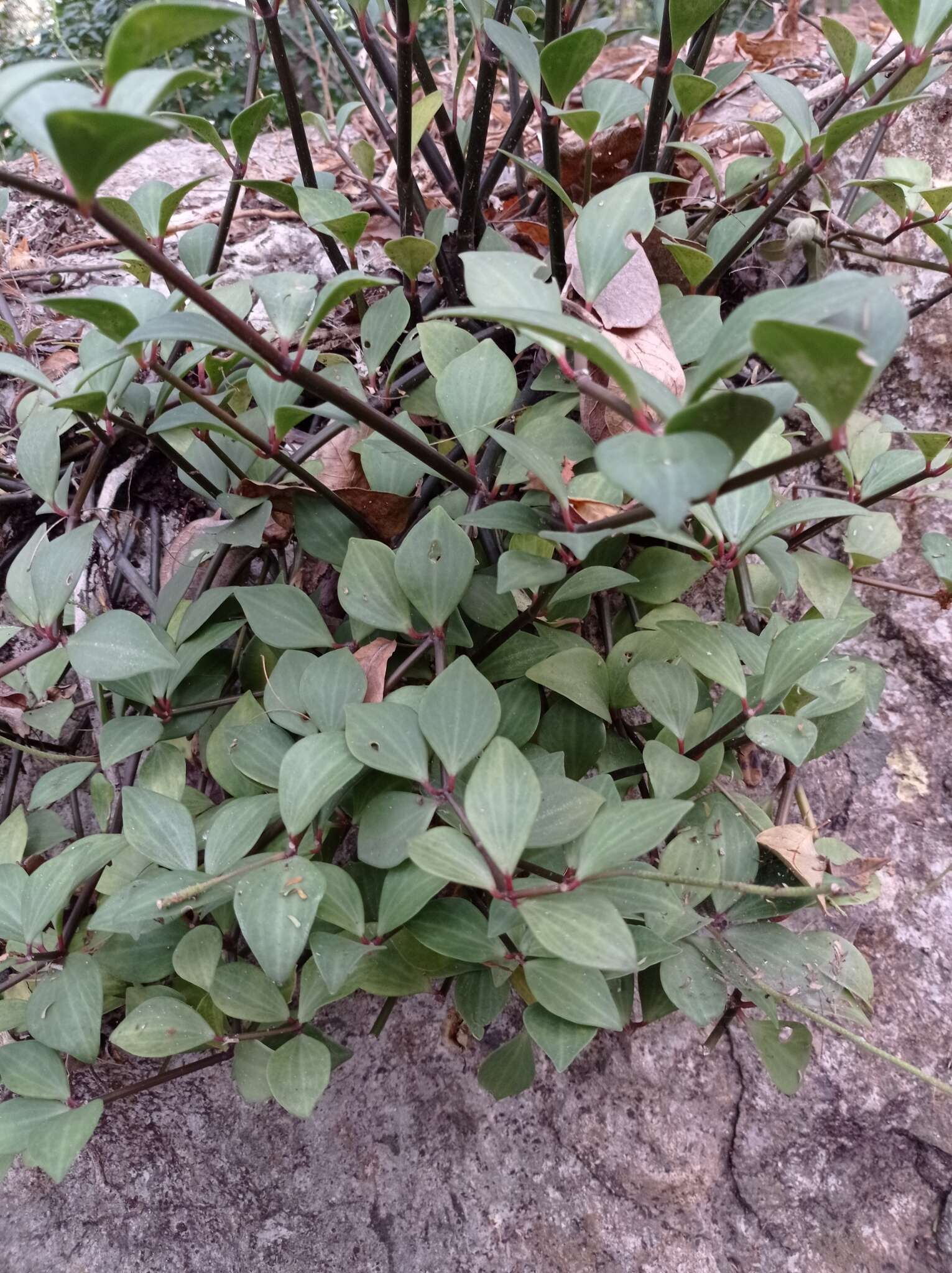 Image of Peperomia angustata Kunth