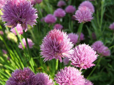 Image of wild chives