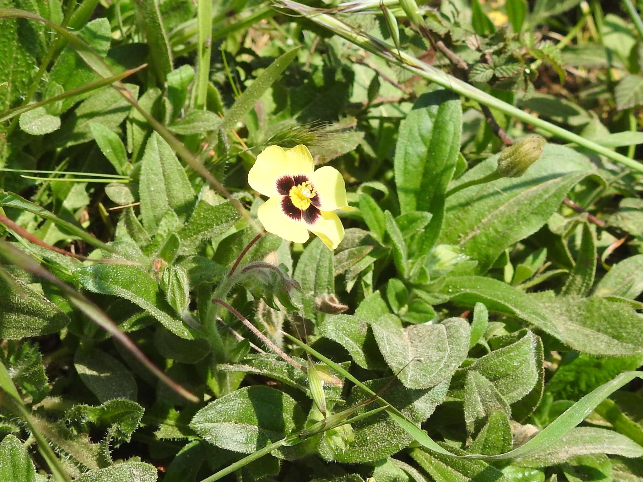 Tuberaria resmi