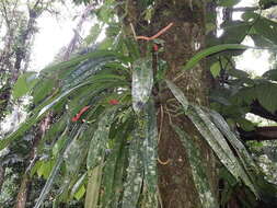 Image of Anthurium bakeri Hook. fil.