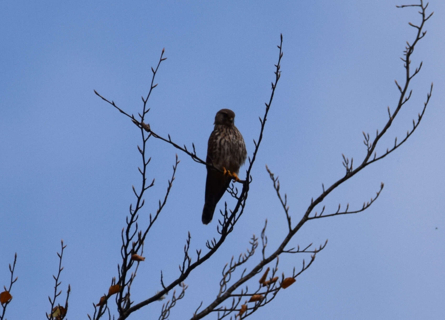 Falco tinnunculus canariensis (Koenig & AF 1890) resmi