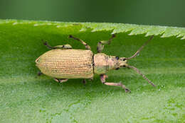 Plancia ëd Phyllobius (Pterygorrhynchus) maculicornis Germar 1824