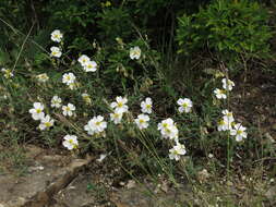 Image of White Rock-rose