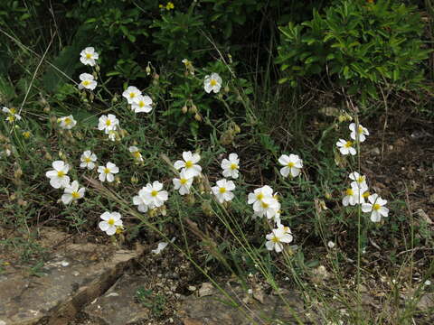 Image of White Rock-rose