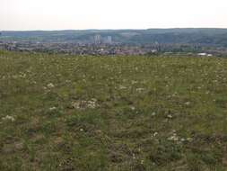 Image of pasqueflower