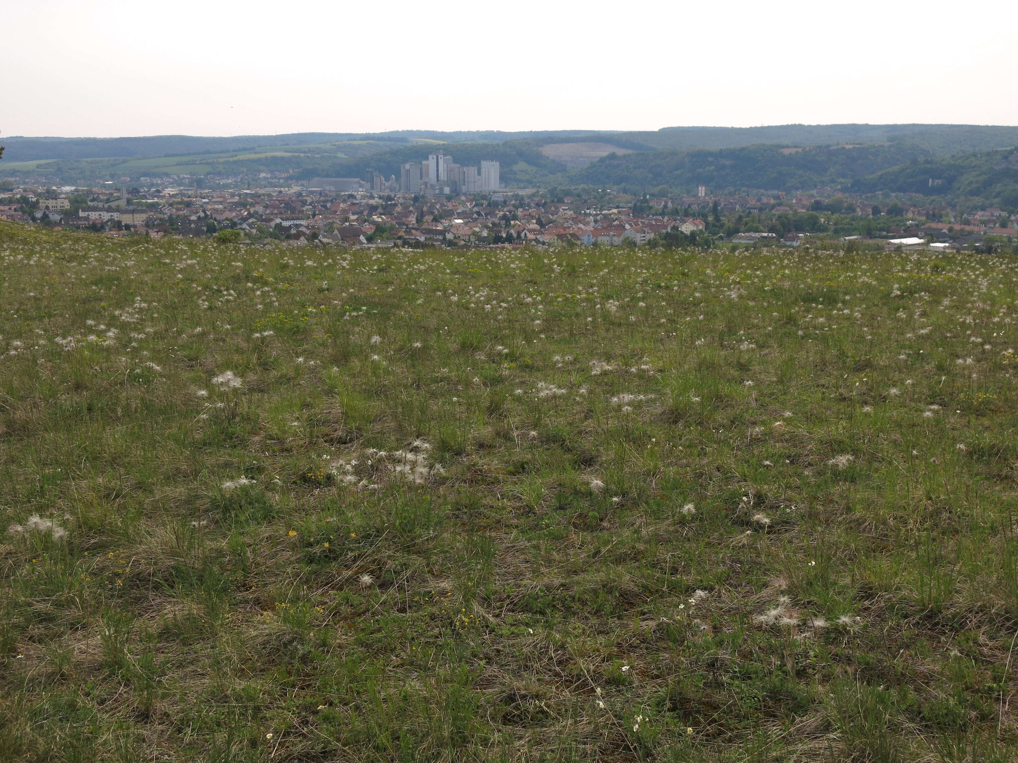 Image of pasqueflower