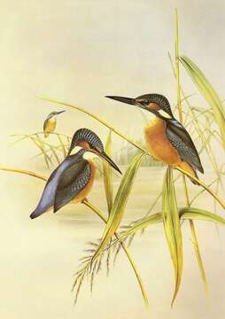 Image of Common Kingfisher