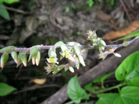 Image of Fosterella villosula (Harms) L. B. Sm.