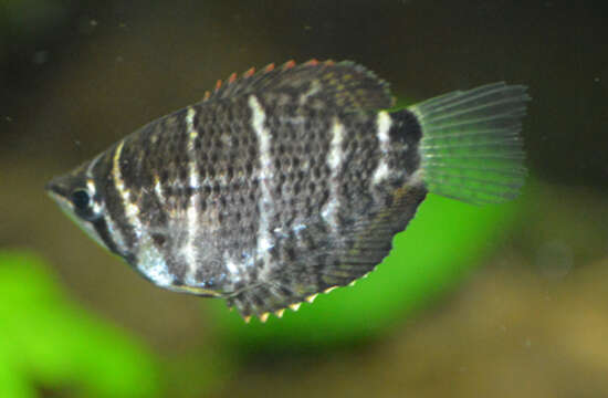 Image of Chocolate gourami