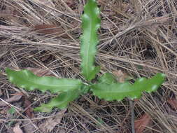 Image of macadamia nut