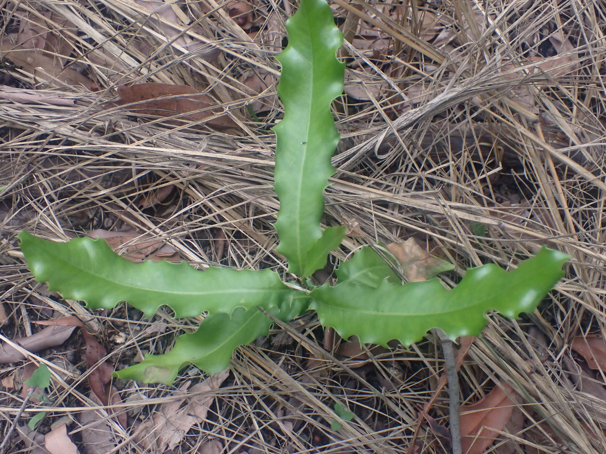 Image of macadamia nut