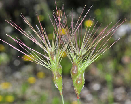 Plancia ëd Aegilops neglecta Req. ex Bertol.