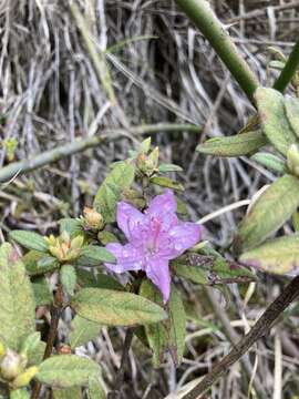 Imagem de Rhododendron rubropilosum Hayata