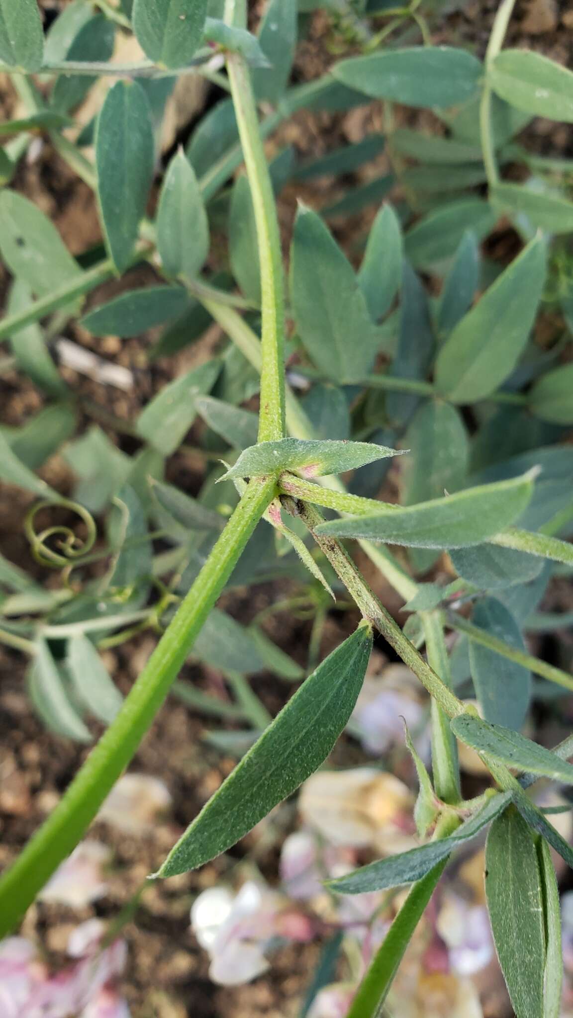 Image of Pacific pea