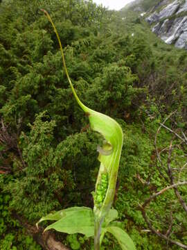 Image of Jacquemont's Cobra-Lily