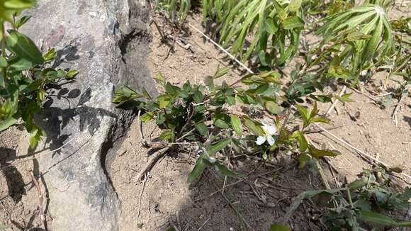 Prunus humilis Bunge的圖片