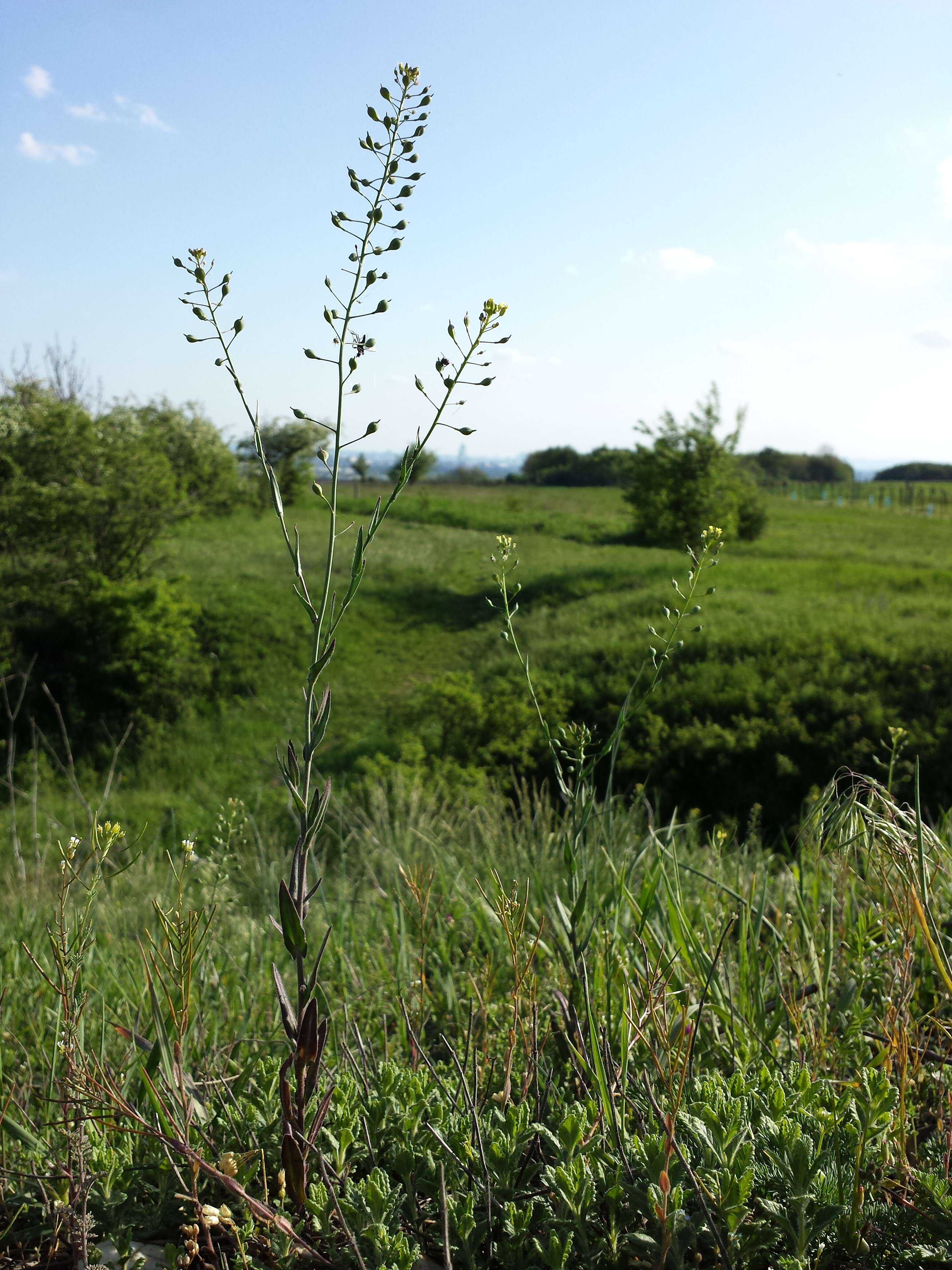 Image of littlepod false flax