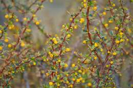 Image of Magellan barberry