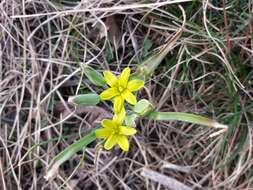 Image of Gagea pusilla (F. W. Schmidt) Sweet