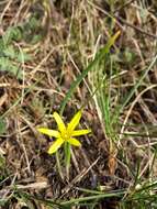 Image of Gagea pusilla (F. W. Schmidt) Sweet