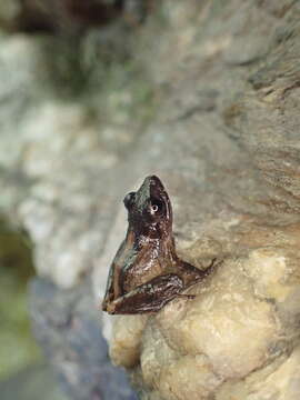 Image of Pristimantis urichi (Boettger ex Mole & Urich 1894)