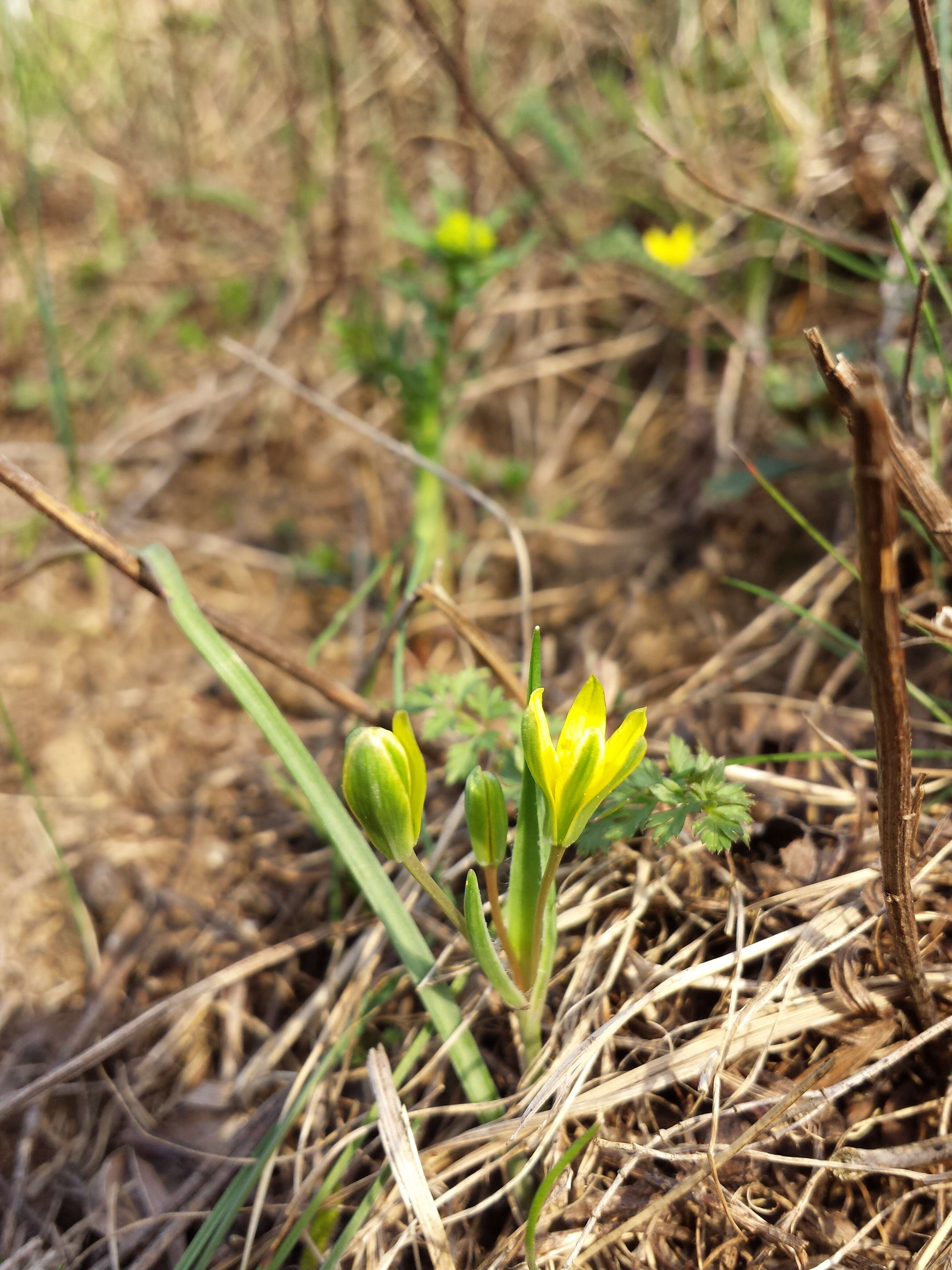 Image of Gagea pusilla (F. W. Schmidt) Sweet