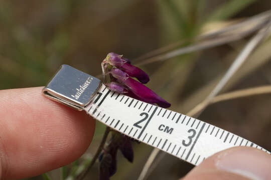 Vicia eriocarpa的圖片