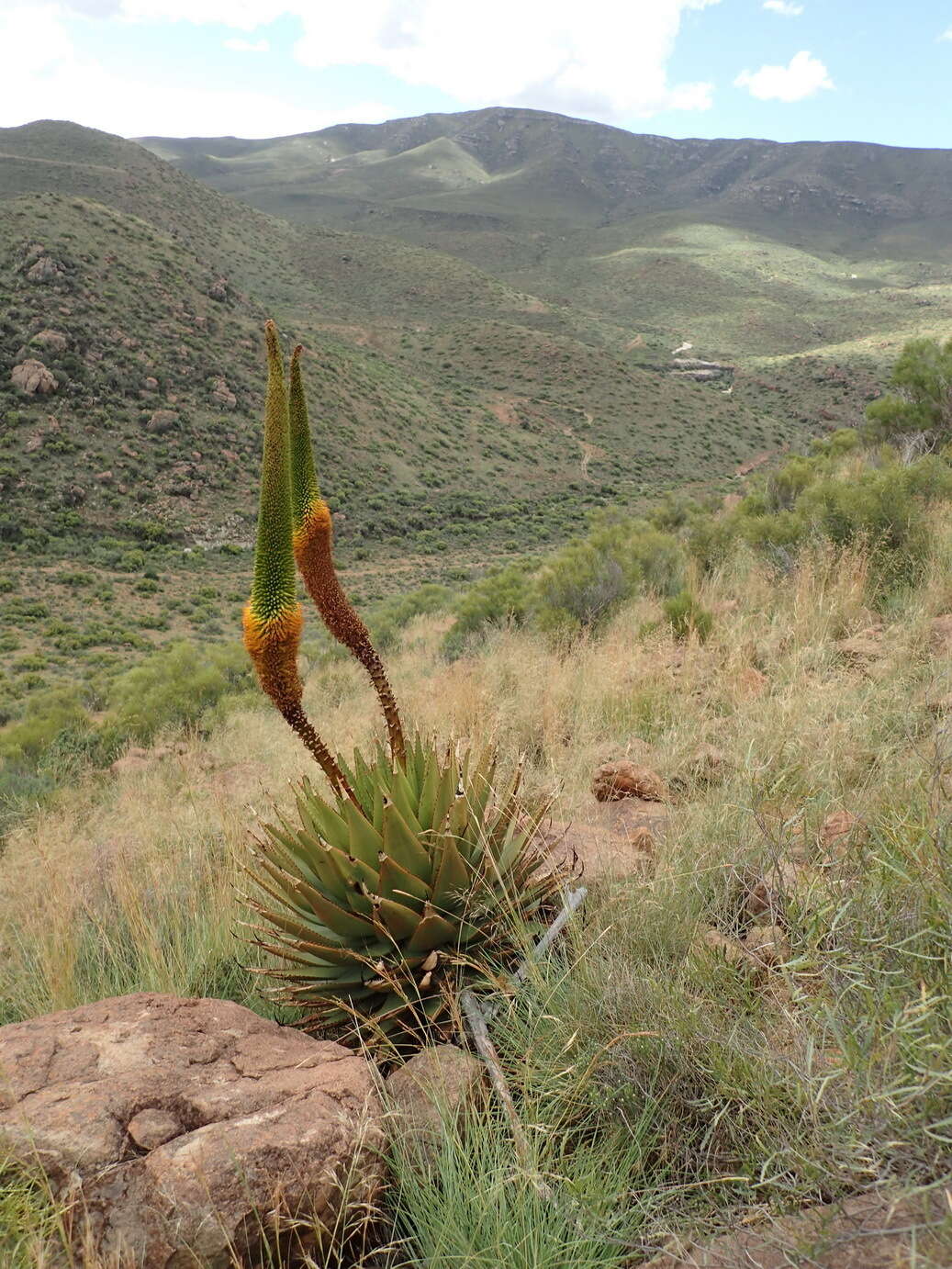 Aloe broomii Schönland resmi